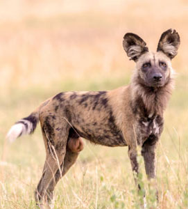 Moremi Game Reserve