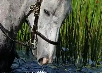 AST-500-AHBS STABLES HORSES CHARLIE