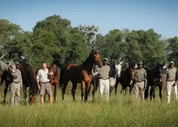 AST-500-AHBS STABLES HORSES NEW ARRIVALS