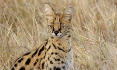 Serval