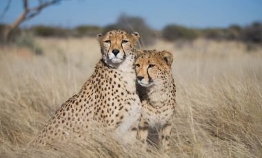 cheetah-brothers-1_3